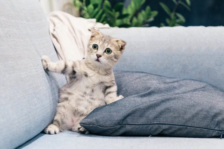 como dar remédio líquido para gato