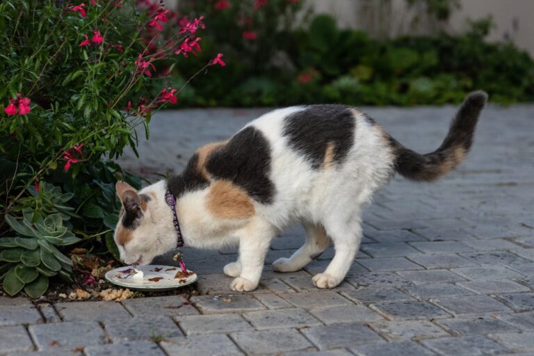 Mitos e verdades na nutrição de cães e gatos.