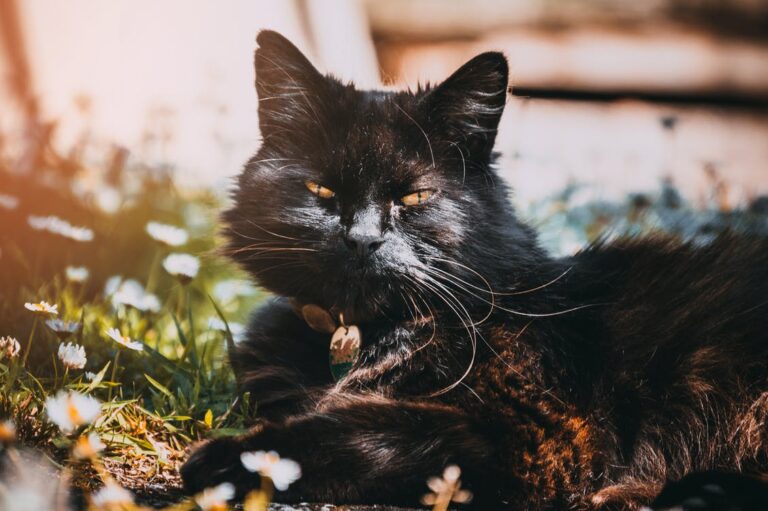 Amor ao Bicho Farmácia Veterinária