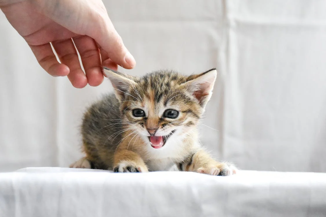 Você entende o miado do seu gato? - Amor ao Bicho